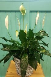Peace Lilly From Rogue River Florist, Grant's Pass Flower Delivery